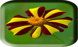 Flower photo frame pics screenshot 1/4