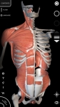 Sistema Muscolare Anatomia 3D perfect screenshot 4/6