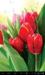 Dew drops on tulips lwp free screenshot 3/4