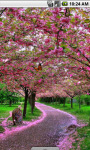 Sakura Flowers Scenery Live Wallpaper screenshot 1/4