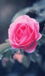 Pink Rose Beauty Live Wallpaper screenshot 1/3