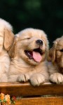 Funny puppies images HD Wallpaper screenshot 1/6