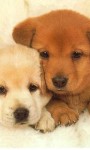 Funny puppies images HD Wallpaper screenshot 2/6