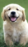 Funny puppies images HD Wallpaper screenshot 3/6