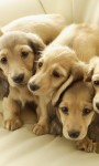 Funny puppies images HD Wallpaper screenshot 6/6