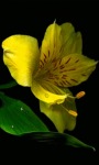 Yellow Lily Live Wallpaper screenshot 1/3