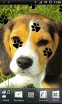 Cute Beagle Puppy Live Wallpaper screenshot 1/3