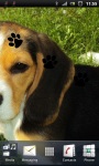Cute Beagle Puppy Live Wallpaper screenshot 3/3
