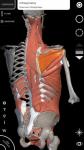 Sistema Muscolare Anatomia 3D plus screenshot 2/6