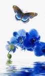 Orchid Butterfly Live Wallpaper screenshot 1/3