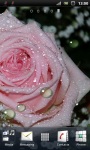 Beautiful Pink Rose Live Wallpaper screenshot 3/3