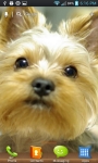 Yorkie Puppy HD Wallpapers screenshot 1/6