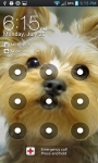 Yorkie Puppy HD Wallpapers screenshot 4/6