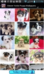 Yorkie Puppy HD Wallpapers screenshot 5/6