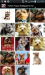Yorkie Puppy HD Wallpapers screenshot 6/6