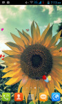 Sunflower Field Live Wallpaper Free screenshot 1/5