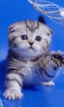 Cute Kitten LWP screenshot 3/3