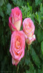 Three pink roses Wallpaper HD screenshot 1/3