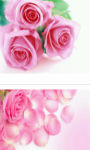 Three pink roses Wallpaper HD screenshot 2/3
