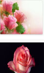 Three pink roses Wallpaper HD screenshot 3/3