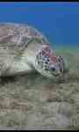 Giant Green Sea Turtles LWP screenshot 2/3
