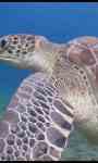 Giant Green Sea Turtles LWP screenshot 3/3