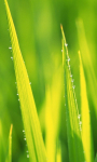 Spring Grass Live Wallpaper screenshot 1/3