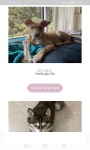 Leaf Animals - Pet Adoption Service screenshot 6/6