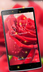 Red Rose HD Wallpaper screenshot 3/3