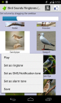 Birds Sound Ringtone screenshot 3/3
