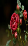 Beautiful red rose in macro shot wallpaper HD screenshot 1/3