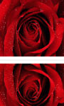 Beautiful red rose in macro shot wallpaper HD screenshot 2/3