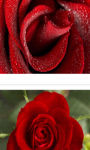 Beautiful red rose in macro shot wallpaper HD screenshot 3/3