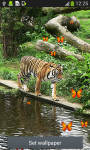Tiger Live Wallpapers Top screenshot 1/6