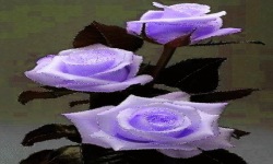 Purple Rose LWP screenshot 2/3
