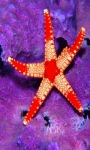 Starfish Shine Live Wallpaper screenshot 1/3