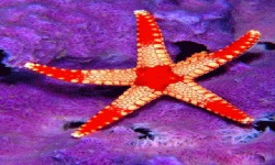 Starfish Shine Live Wallpaper screenshot 2/3