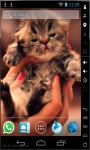 Cute Little Kitty Live Wallpaper screenshot 1/2