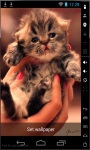 Cute Little Kitty Live Wallpaper screenshot 2/2