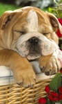 Cute Sleeping Bulldog screenshot 1/3
