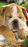 Cute Sleeping Bulldog screenshot 2/3