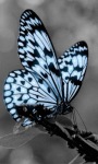 Black White Butterfly Live Wallpaper screenshot 1/3