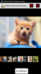 Kitten And Cat Pictures screenshot 1/4