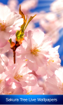 Sakura Tree Live Wallpapers screenshot 1/6