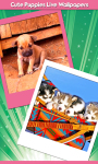 Cute Puppies Live Wallpapers screenshot 1/6