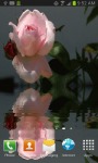 Beautiful Pink Rose screenshot 1/3