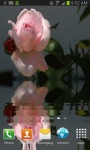 Beautiful Pink Rose screenshot 2/3
