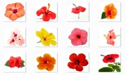 Hibiscus Flowers Onet Classic Game screenshot 1/3