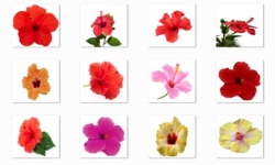 Hibiscus Flowers Onet Classic Game screenshot 2/3