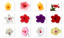 Hibiscus Flowers Onet Classic Game screenshot 3/3